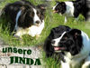 Border Collie Hund