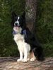 Border Collie Hund