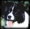 Border Collie Hund