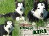 Border Collie Hund