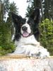 Border Collie Hund