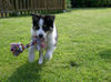 Border Collie Hund