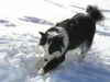 Border Collie Hund