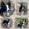 Border Collie Hund