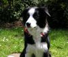 Border Collie Hund