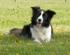 Border Collie Hund