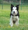 Border Collie Hund