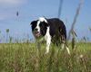 Border Collie Hund