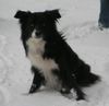 Border Collie Hund