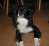 Border Collie Hund