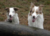 Border Collie Hund