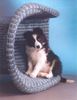 Border Collie Hund