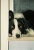 Border Collie Hund