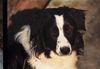 Border Collie Hund