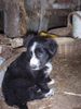 Border Collie Hund