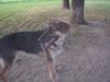 Border Collie Hund