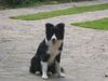 Border Collie Hund