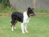 Border Collie Hund