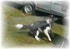 Border Collie Hund