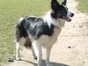 Border Collie Hund