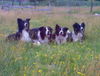 Border Collie Hund