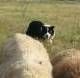 Border Collie Hund