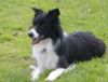 Border Collie Hund