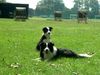 Border Collie Hund