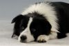 Border Collie Hund