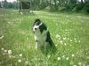 Border Collie Hund