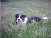 Border Collie Hund