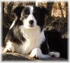 Border Collie Hund