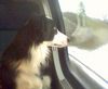 Border Collie Hund