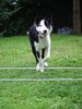 Border Collie Hund