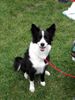 Border Collie Hund