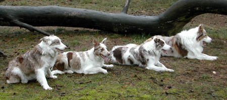 Border Collie Fran, Dyna, Dua und Baik