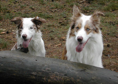 Border Collie Dua und Baik