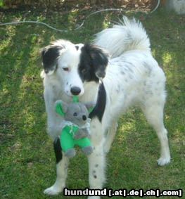 Border Collie Ricco 7 monate