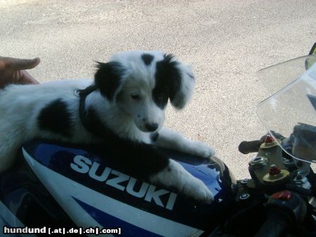 Border Collie Ricco mit 12 Wochen