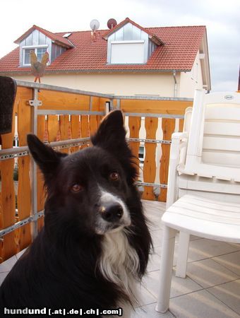 Border Collie Unser treuer Freund und Begleiter Samy 7 Jahre