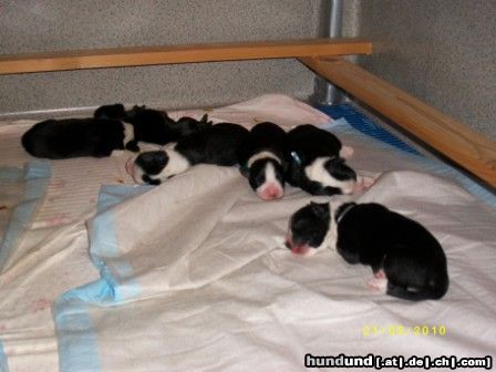 Border Collie satt und müde