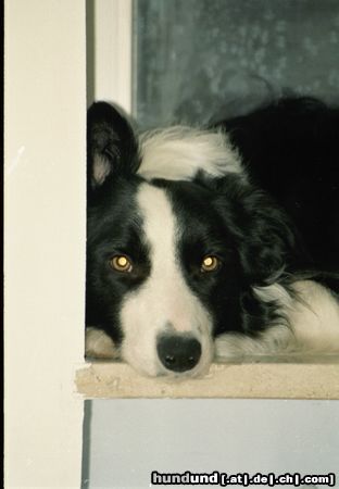 Border Collie Lauschangriff!!!    Meine Gioca (2J.) auf der Fensterbank