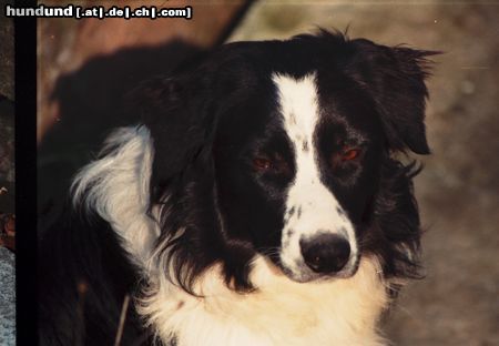 Border Collie Filou, ca.1Jahr, seit 2 Wo aus Zwingerhaft befreit!