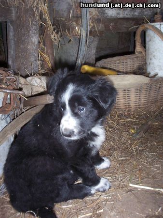 Border Collie Shila 7 Wochen alt