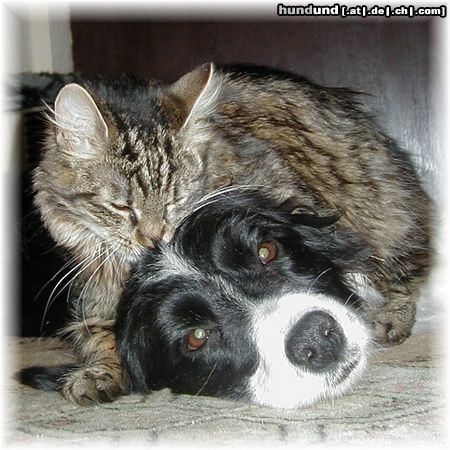 Border Collie SKy und Kleinkatz