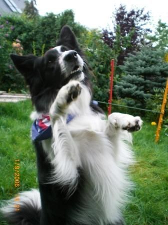 Border Collie