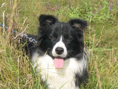 Border Collie Spookie