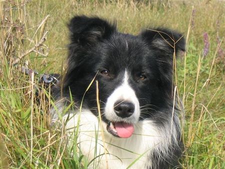 Border Collie Spookie