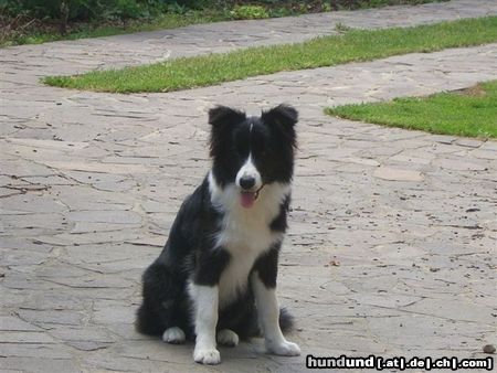 Border Collie Tomsohn Spookie