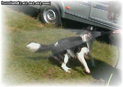 Border Collie Macht das Spaß!!!